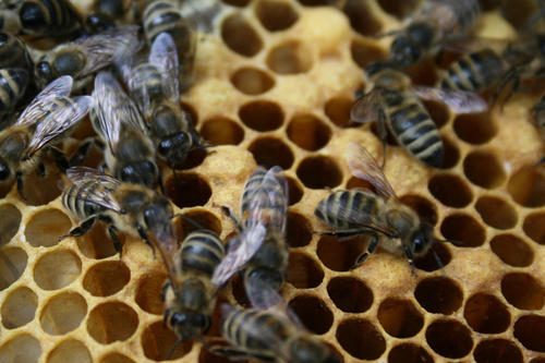 Vielvölkerstadt: Ende 2010 gab es in Berlin 591 Imker mit insgesamt 2984 Bienenvölkern.