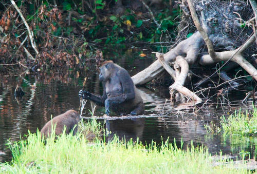 Die Vorfahren des Menschen mussten sich aufrichten, um sich im Wasser fortbewegen zu können. Gorillas, die auf zwei Beinen durch flache Gewässer waten, um Nahrung zu suchen, sind für Carsten Niemitz ein Beleg seiner These.