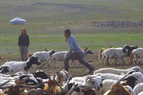 Ein mongolischer Helfer beim Einfangen freilaufender Schafe für die Probennahme.