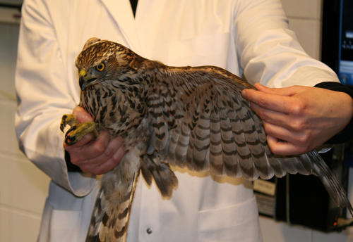 Ein aktueller Patient: Ein junges Habicht-Männchen wurde wegen eines gebrochenen Flügels in die Klinik gebracht. In ein paar Wochen kann der Vogel wieder freigelassen werden.