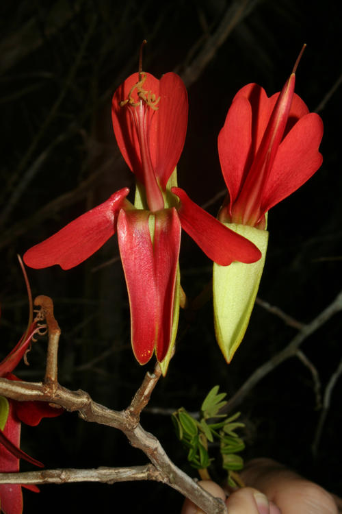 Extrem Selten: Harpalyce macrocarpa wächst in Zentralkuba an Bachufern auf schwermetallhaltigem Serpentin-Gestein. Seine feuerroten Blüten werden von Kolibris bestäubt.