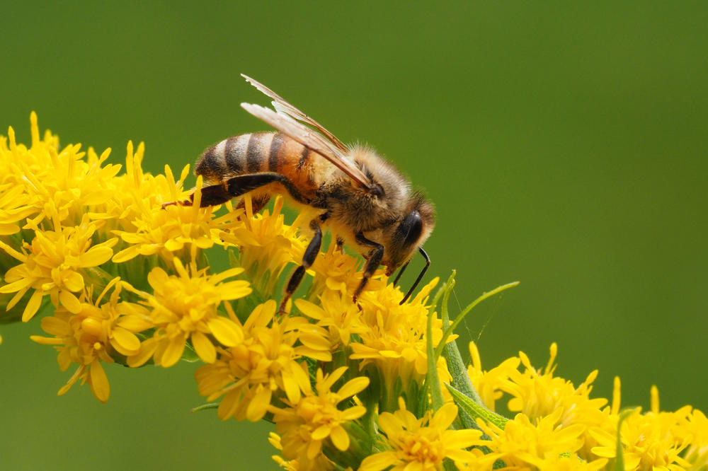 Honigbienen bestäuben viele Blütenpflanzen und sind damit unerlässlich für eine produktive Landwirtschaft und eine vielfältige Natur.