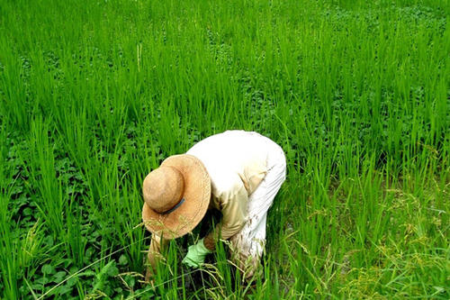 Im Reisfeld: Die internationale Forschergruppe sucht nach Wegen zur Optimierung der Stickstoffnutzung von Reis