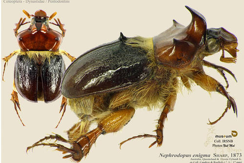 Der Käfer "Nephrodopus enigma Sharp" stammt aus dem Jahre 1873 (Royal Belgian Institute of Natural Sciences)