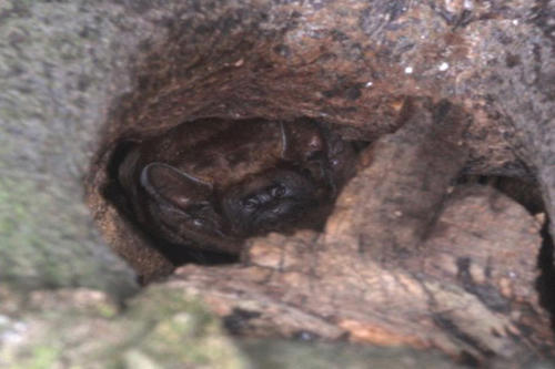 Der Große Abendsegler, eine der größten europäischen Fledermausarten, lockt während der Paarungszeit mehrere Weibchen in Baumhöhlen.