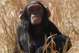 In der Auffangstation Chimfunshi in Sambia leben etwa 140 Affen. Das Jungtier Max ist einer von ihnen.