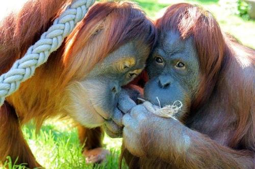 Menschenaffen im Berliner Zoo erhalten Beschftigungsspielzeug