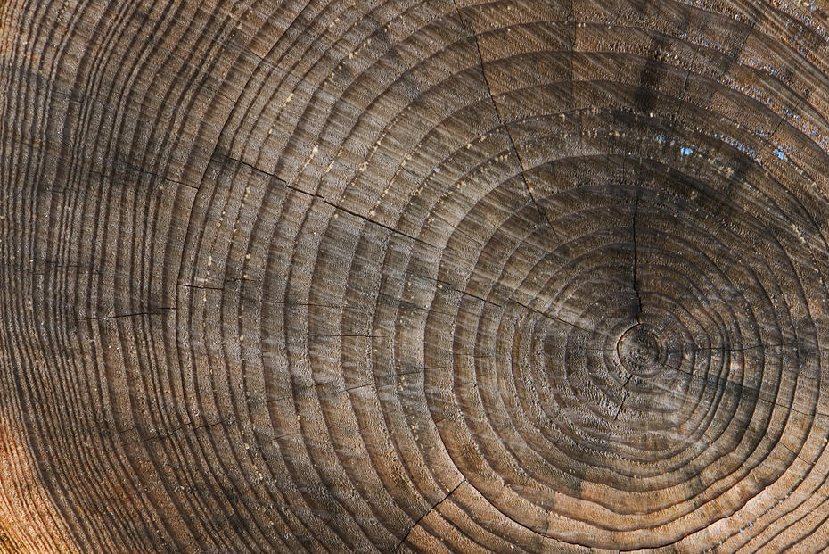 Anhand von Baumjahresringen können Geowissenschaftler das Klima vergangener Jahrhunderte rekonstruieren.