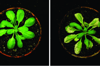 When the light-dark rhythm of plants is disturbed, a defect of the circadian clock or too little of the plant hormone cytokinin causes cell death in the model plant Arabidopsis (thale cress). At left, a non-stressed plant; at right, a stressed plant.