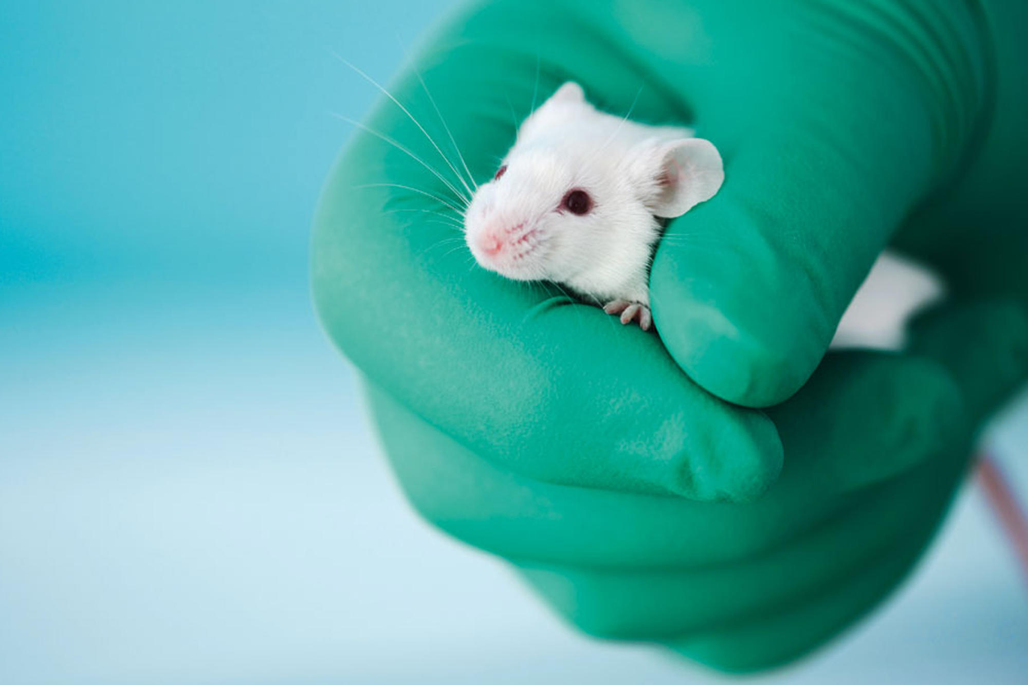 „Modernste Technologien in der biomedizinischen Forschung – wozu braucht es Tierversuche?“ ist der Titel des dritten Tierschutzforums.