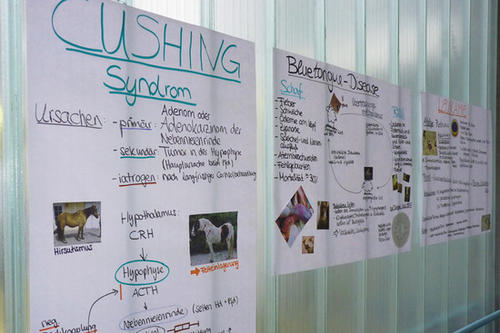 Die Poster erklären veterinärmedizinische Krankheitsbilder: das Cushing-Syndrom beim Pferd, BSE beim Rind oder Gicht bei Reptilien