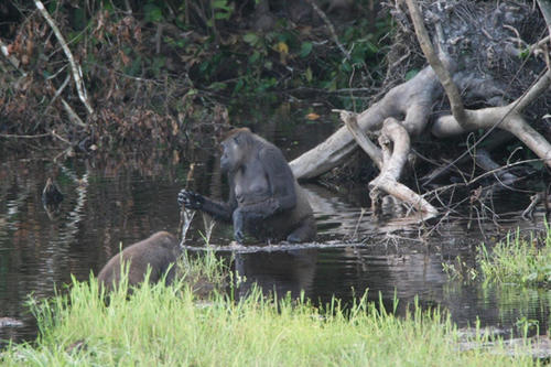 Ein erwachsenes Weibchen des Westlichen Flachlandgorillas im seichten Wasser eines Wasserlaufs des Nouablé-Ndoki Nationalparks in Kamerun