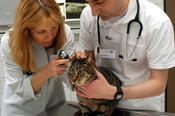 The Small Animal Clinic has general office hours on Monday, Tuesday, Thursday, and Friday from 10 to 11:30 a.m.