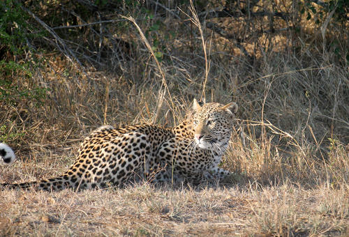 The highlight of their safari at Kruger National Park: a leopard on the prowl.