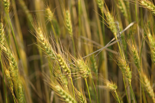 Barley was one of the first domesticated plants in the Neolithic Age.