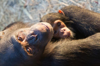 In Chimfunshi students and scientists can observe the behavior of chimpanzees from close up.