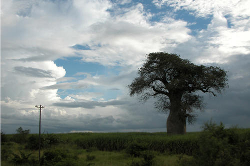 Baobab trees, like this one in Malawi, can live as long as 2,000 years, making them an important source of data for climate research.