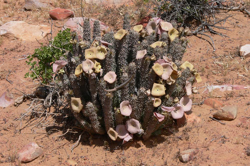 Die saftreiche Pflanze Hoodia gordonii wächst im südlichen Afrika und wird seit Generationen von den Khoisan wegen ihres besonderen Wirkstoffs "P57" genutzt, der Hunger unterdrückt.
