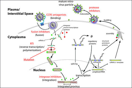 Der Lebenszyklus eines HI-Virus: Die Abbildung zeigt die unterschiedlichen Stadien des HI-Virus und die Inhibition der unterschiedlichen Stadien durch verschiedene Wirkstoffklassen.