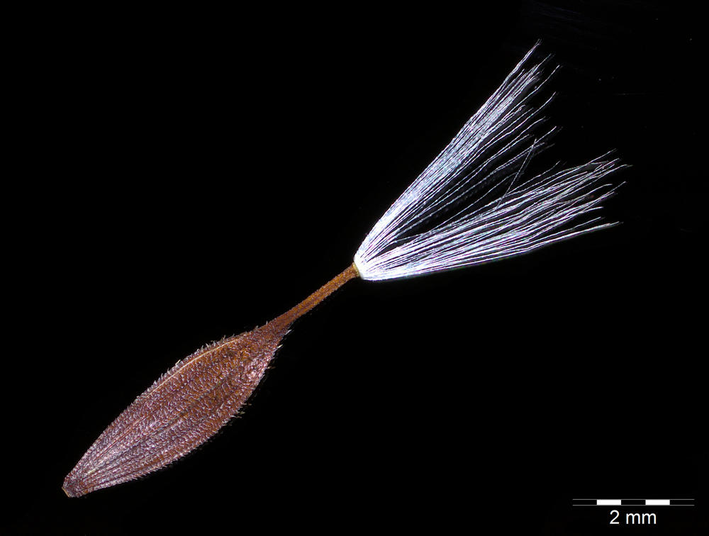 Die Samen der Lactuca quercina, einer Latticharrt. Sie gehört zu den Asterngewächsen (Compositae) und kommt vor allem in Mittel- und Südosteuropa vor.
