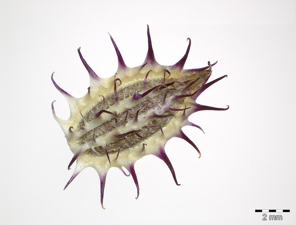 Der Samen von Orlaya daucoides, ein Möhrenartiger Breitsame, der auf Zypern gesammelt wurde. Er gehört zu den sogenannten Doldengewächsen wie Möhren oder Dill und gehört zum Forschungsschwerpunkt Europa und Mittelmeergebiet.