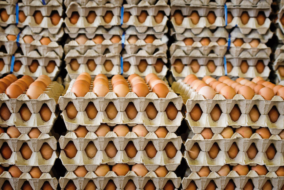 Geflügelfleisch: Wissenschaftler forschen an der Resistenzbekämpfung vom Ei bis zur Fleischtheke
