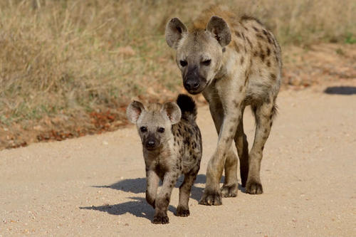 Die Fürsorge von Hyänenmüttern für ihren Nachwuchs ist beeindruckend: Bis zu zwei Jungtiere werden 18 Monate lang gesäugt, eine Mahlzeit dauert oft eine halbe Stunde.