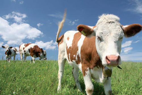 Nach mehreren Tagen im Stall fühlen sich Kühe auf der Weide wieder sichtlich wohl.