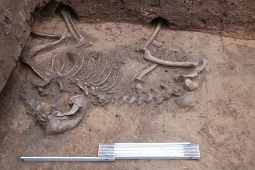 Charakteristisch für Siedlungen der jüngeren Eisenzeit ist das Niederlegen von Hunden auf der Sohle tiefer Gruben – in Nordhausen-Himmelgarten sind sie der Przeworsk-Kultur zuzuordnen.