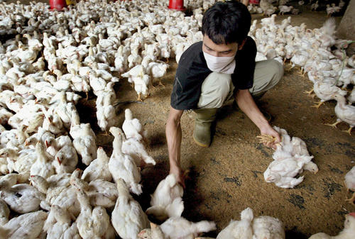 Danger to animal and human health: In 2006, the WHO warned about a pandemic of the H5N1 type of bird flu. Chickens had to be destroyed at poultry farms like this one in Jakarta, Indonesia.