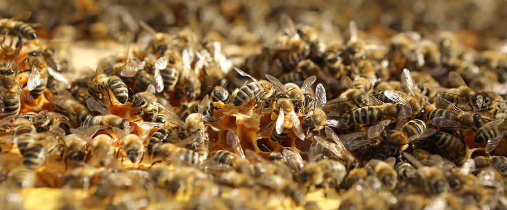 Bienen haben eine herausragende ökologische Funktion und tragen zum Erhalt von Wild- und Kulturpflanzen bei. Bedroht werden sie von Varroa-Milben.