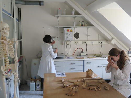 Anthropologinnen des Deutschen Archäologischen Instituts untersuchen archäologische Skelette auf Hinweise krankhafter Prozesse.