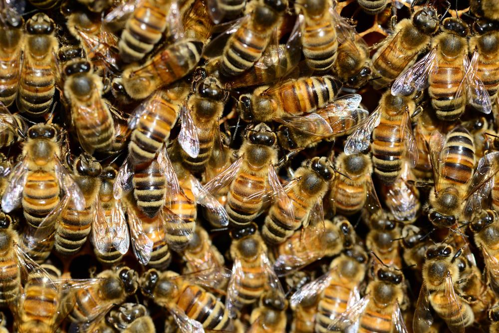 Bienengesundheit ist wichtig: Am Fachbereich Veterinärmedizin lernen angehende Tierärzte, welche Pflege ein Bienenstock braucht, und wie seine Bewohner gesund bleiben.