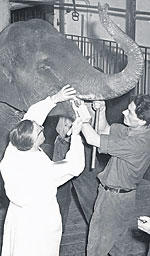 Elefantendame Rani in der Tierklinik.