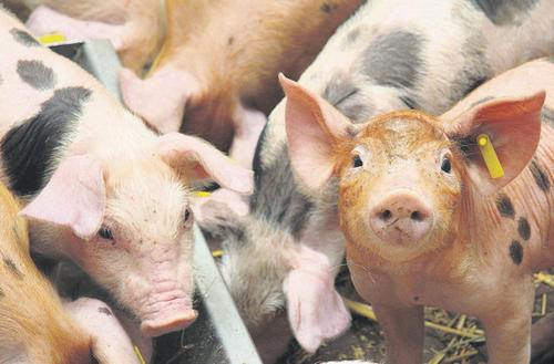 Fressen für die Wissenschaft. An der Freien Universität Berlin werden Futterzusatzstoffe für eine gesündere Tierernährung erforscht. Ziel ist es, den Einsatz von Antibiotika in der Schweinezucht zu verringern.