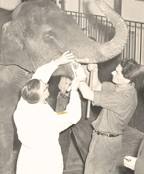 Gleichberechtigt. Ob Elefant Shanti, der von Prof. Erwin Becker (weißer Kittel) untersucht wird ...