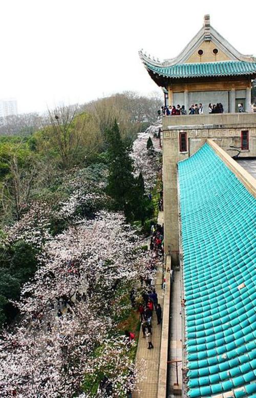 Wuhan University, Cherry Blossom