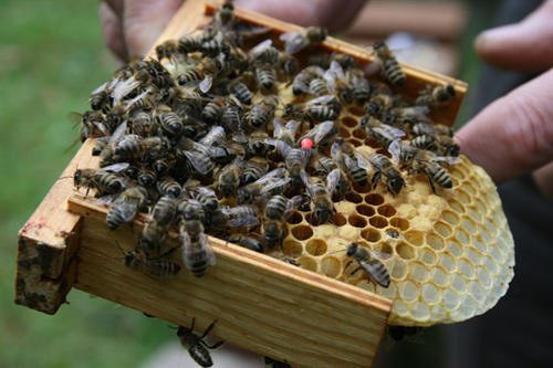 Im Winter ernährt sich ein Bienenvolk von nur einem Kilo Futter pro Monat