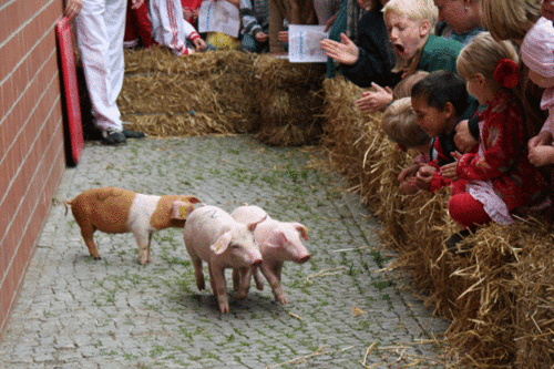 Die Ferkel wurden beim Ferkelrennen mit Gummibären in Richtung Ziellinie gelockt