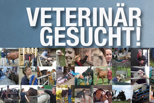 Mit der Ausstellung "Veterinär gesucht" wollen „Animals‘ Angels“ Studierenden, die sich auf ein Berufsleben als Tierärzte vorbereiten, für das Thema Tierschutz sensibilisieren.