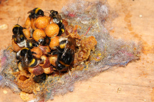 Auch Hummeln tummeln sich im Bienengarten