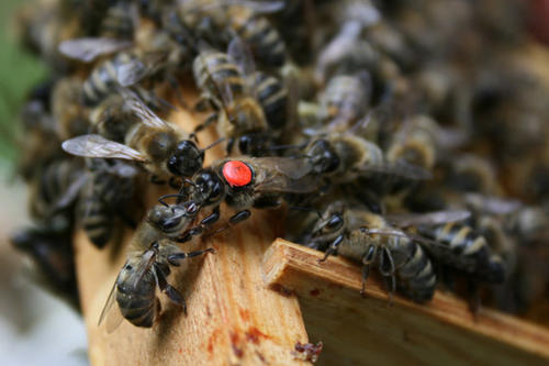 Ein Bienenvolk und seine Königin auf einer Wabe