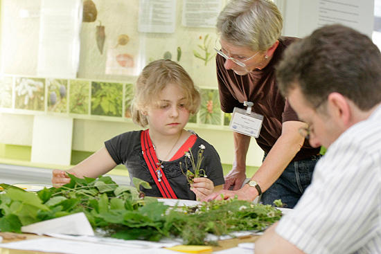 Pflanzenkunde: Eine junge Besucherin lernt im Botanischen Museum, Pflanzen zu bestimmen.
