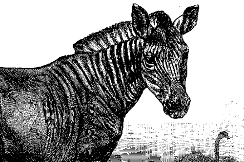 Ein Quagga als Ausschnitt aus einem Holzstich