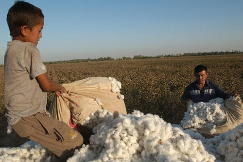 Für die Baumwollernte in Usbekistan werden Kinder und Jugendliche herangezogen.