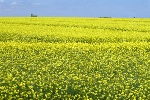 Raps & Co.: Wissenschaftler des Dahlem Center of Plant Sciences forschen nicht nur, aber auch zu einer der wichtigsten heimischen Ölpflanzen