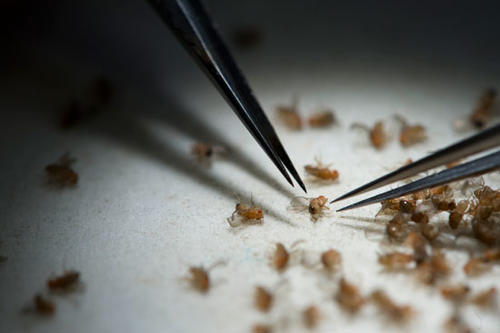 Das Team um den Neurobiologen Professor Hans-Joachim Pflüger erhält den Zuschlag von der Deutschen Forschungsgemeinschaft für ein Projekt zur Erforschung des Nervensystems verschiedener Insektenarten  – etwa der Fruchtfliege Drosophila.