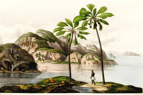 Landschaft auf den Seychellen mit der Seychellennusspalme Lodoicea maldivica. Aus: Carl Friedrich Philipp von Martius, Historia naturalis palmarum, Bd. 3, Tab. 109, Leipzig 1837-1853.
