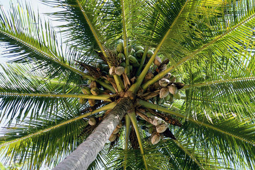 Kokospalme, Cocos nucifera, Queensland, Australia.