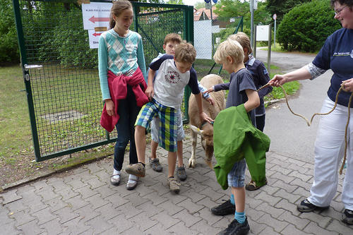 Spaziergang mit der Toggenburger Ziege Elvis.